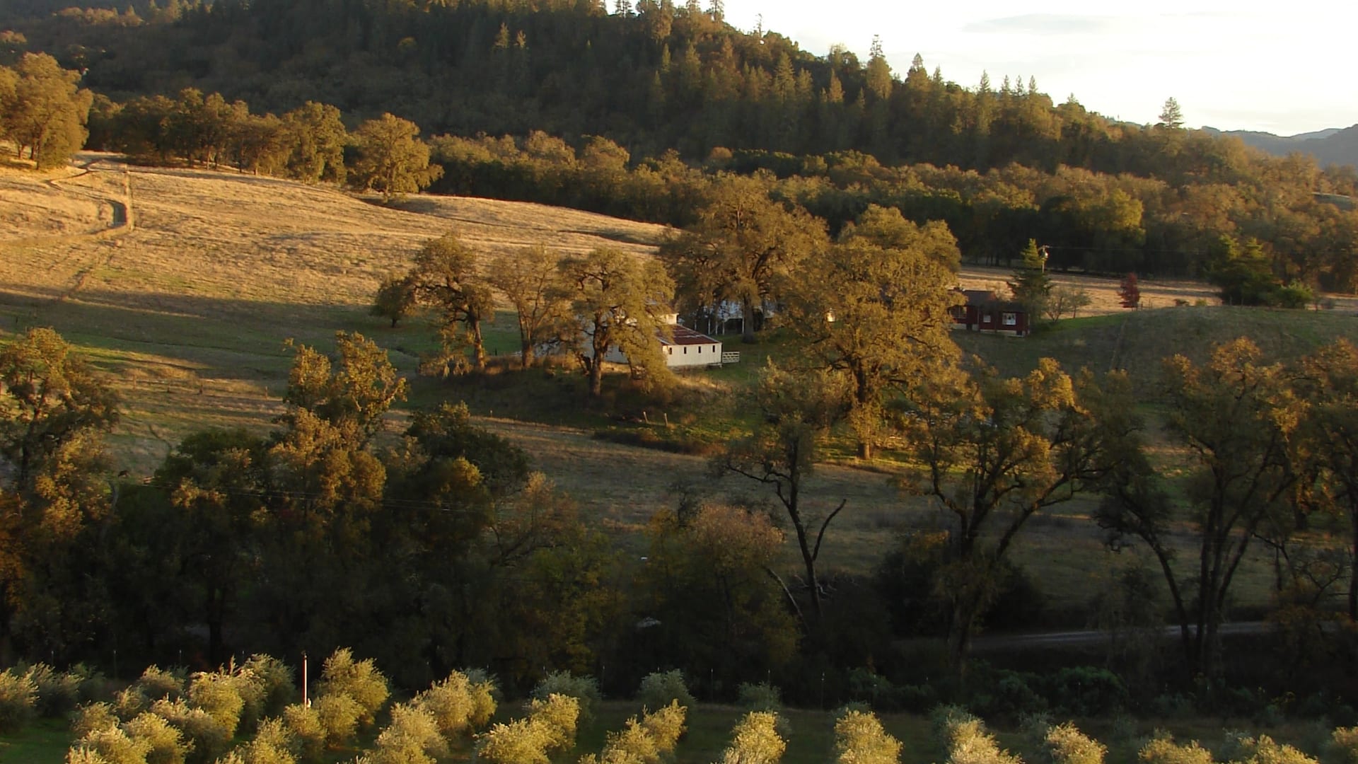 Oliveto del Vecchio olive grove
