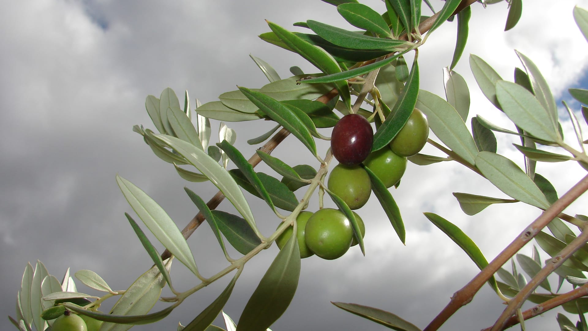 Oliveto del Vecchio harvest